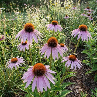 Pale Purple Coneflower – Perennial Wildflower Seeds