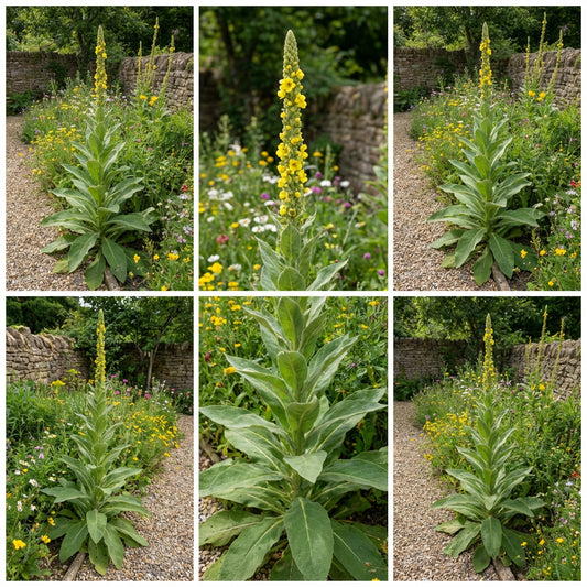 Great Mullein Verbascum Thapsus – Tall Perennial Flower Seeds