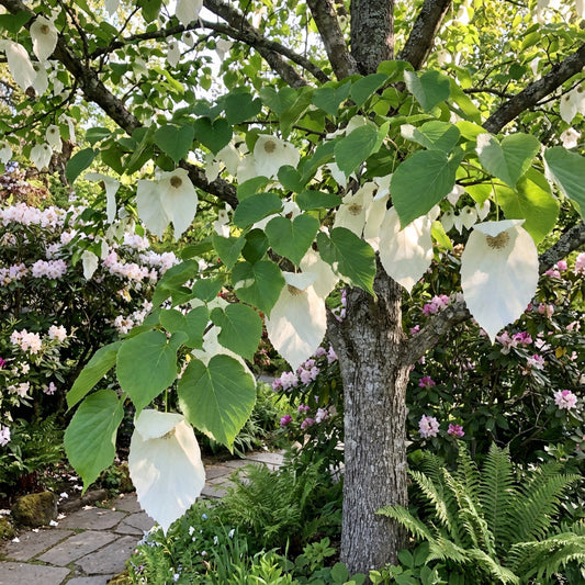 Dove Tree Davidia Involucrata – Hardy Ornamental Tree Seeds