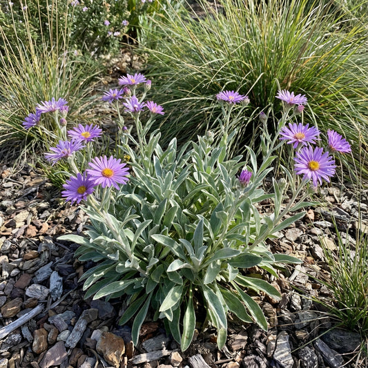 Silky Aster – Hardy Wildflower Seeds