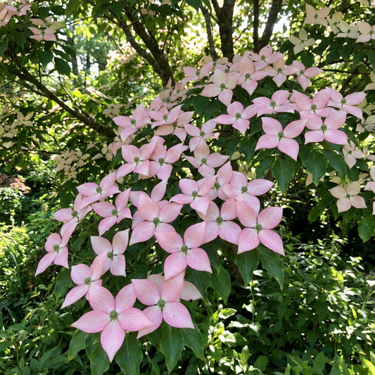 Satomi Kousa Dogwood Cornus Kousa – Pink Flowering Tree Seeds