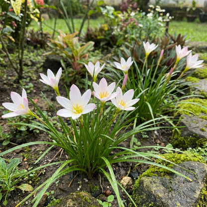 Rain Lily Zephyranthes Smallii – Hardy Flower Bulbs
