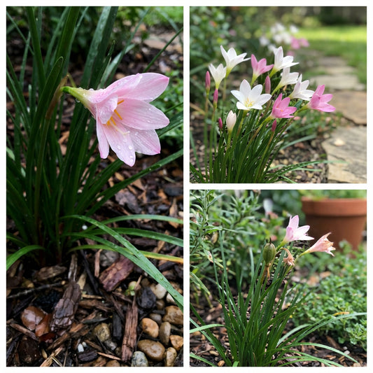 Rain Lily Zephyranthes Smallii – Hardy Flower Bulbs