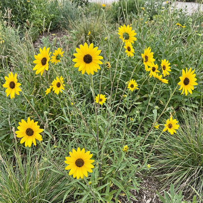 Western Sunflower – Hardy Wildflower Seeds