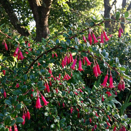 Fuchsia Flowered Gooseberry Ribes Speciosum – Ornamental Shrub Seeds