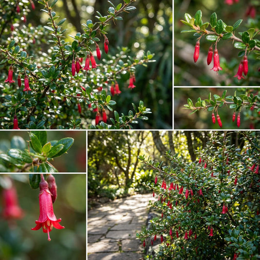 Fuchsia Flowered Gooseberry Ribes Speciosum – Ornamental Shrub Seeds