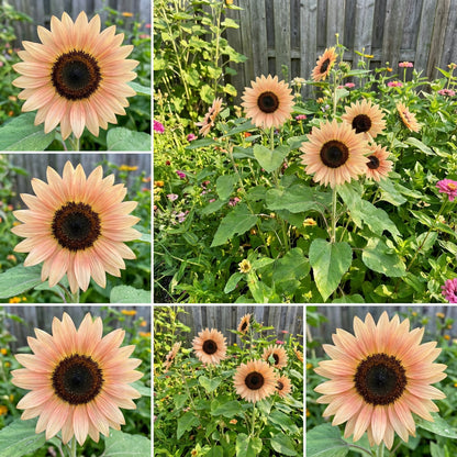 Procut Peach Sunflower Helianthus Annuus – Annual Flower Seeds