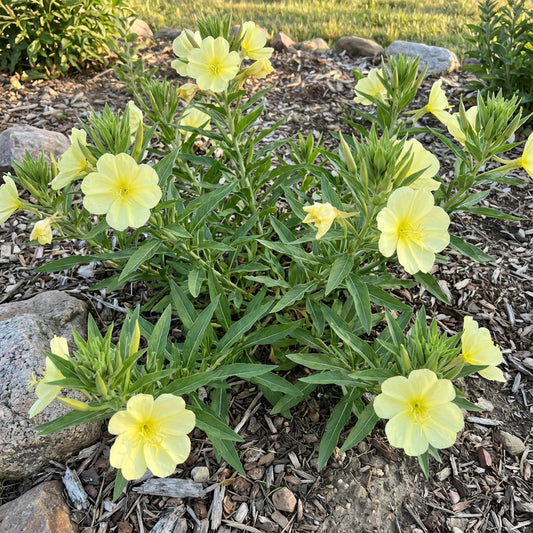 Missouri Evening Primrose – Hardy Wildflower Seeds