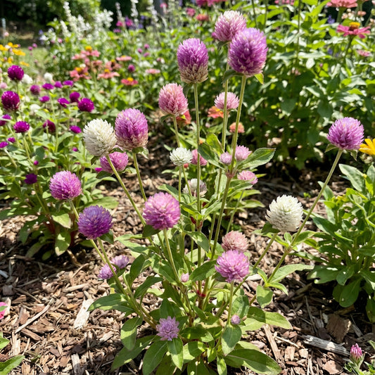 Globe Amaranth Gomphrena Globosa – Annual Flower Herb Seeds