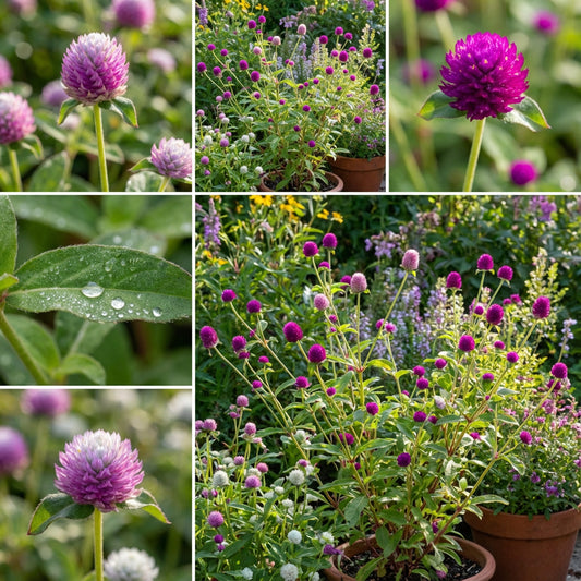 Globe Amaranth Gomphrena Globosa – Annual Flower Herb Seeds