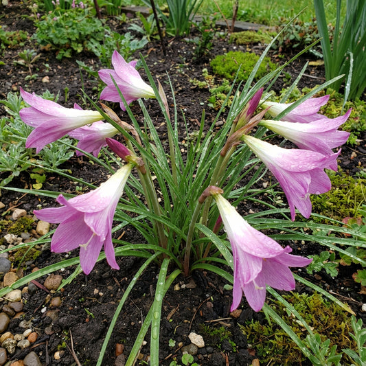 Rain Lily Habranthus Floryi – Cherry Pink Flower Bulbs
