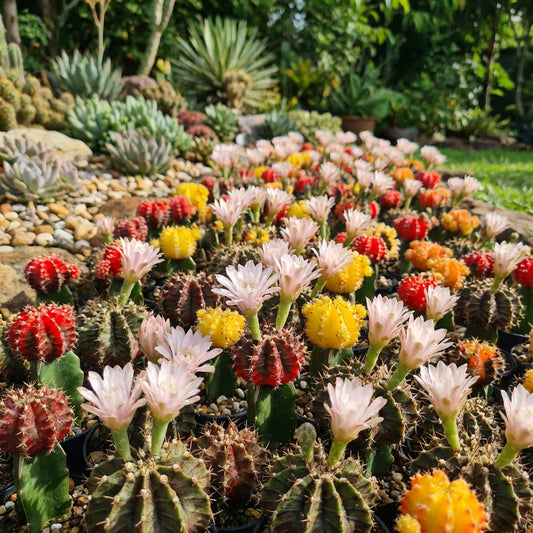 Gymnocalycium Mihanovichii Flower Field – Hybrid Cactus Seeds