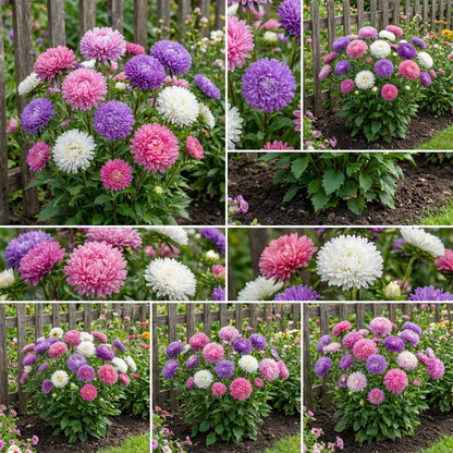 Aster Crego Giant Mix – Colorful Garden Flower Seeds