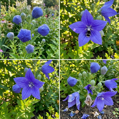 Balloon Flower Platycodon Grandiflorus – Perennial Garden Flower Seeds