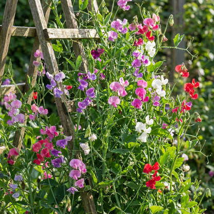 Early Multiflora Mixed Sweet Pea – Climbing Flower Seeds