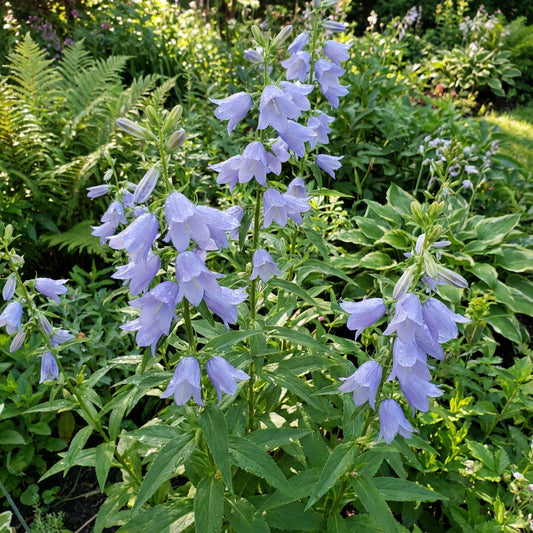 Tall Bellflower – Perennial Wildflower Seeds