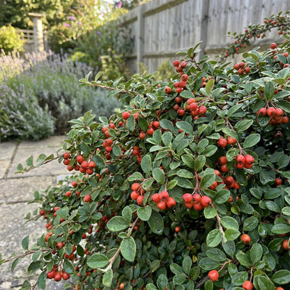 Cotoneaster Franchetii – Hardy Shrub Flower Seeds