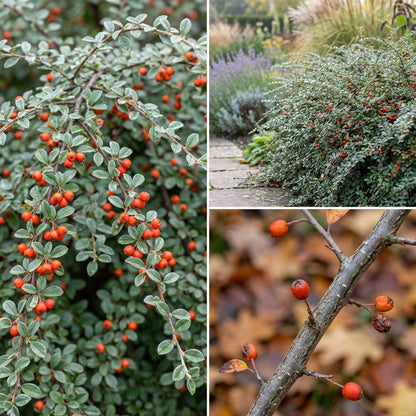 Cotoneaster Franchetii – Hardy Shrub Flower Seeds