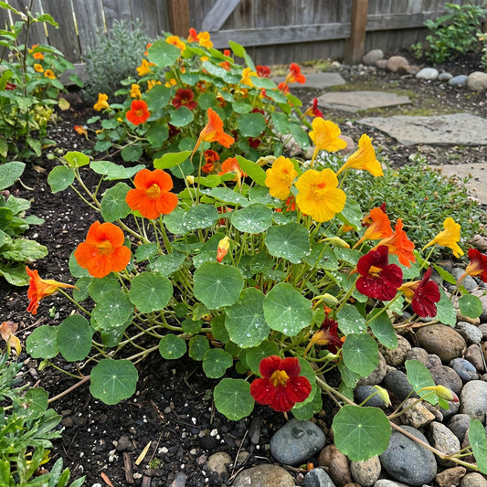 Jewel Mixed Nasturtium – Colorful Wildflower Garden Seeds