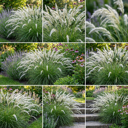 Silky Spike Melica Ciliata – Hardy Grass Flower Seeds