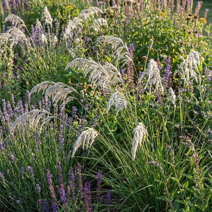 Silky Spike Melica Ciliata – Hardy Grass Flower Seeds