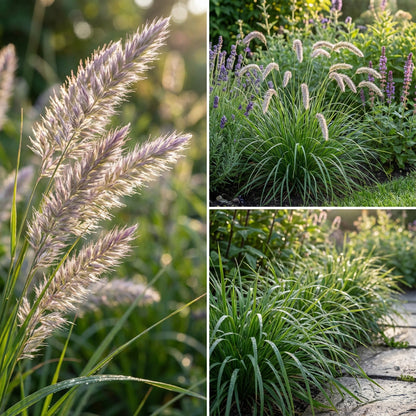 Silky Spike Melica Ciliata – Hardy Grass Flower Seeds