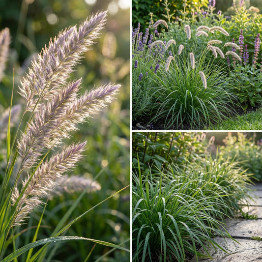 Silky Spike Melica Ciliata – Hardy Grass Flower Seeds