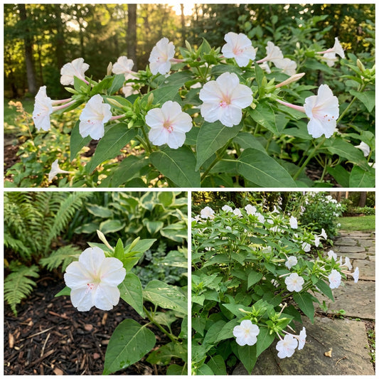 White Four OClock Mirabilis Jalapa – Colorful Wildflower Garden Seeds