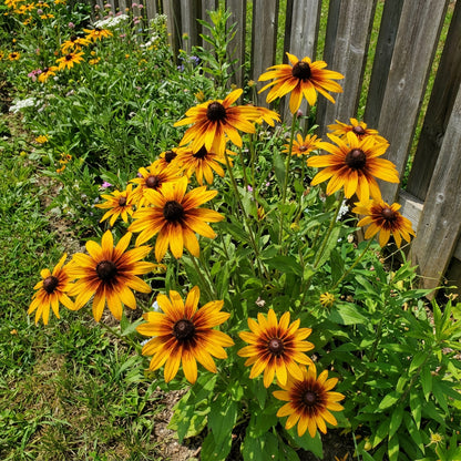 Black Eyed Susan Rudbeckia Hirta – Colorful Wildflower Garden Seeds