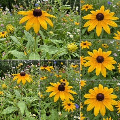 Black Eyed Susan Rudbeckia Hirta – Colorful Wildflower Garden Seeds