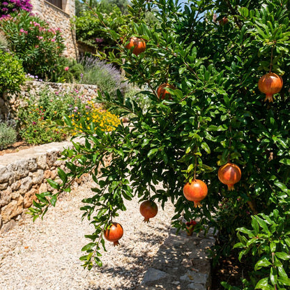 Pomegranate Punica Granatum – Hardy Tropical Fruit Tree Seeds