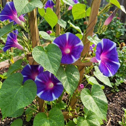 Dark Blue Youjiro – Garden Flower Seeds