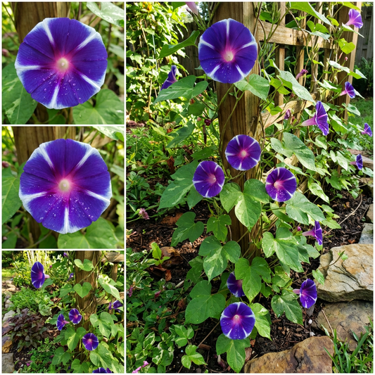 Dark Blue Youjiro – Garden Flower Seeds
