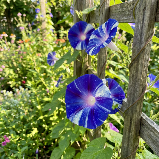 Star Of Lazuli – Garden Flower Seeds