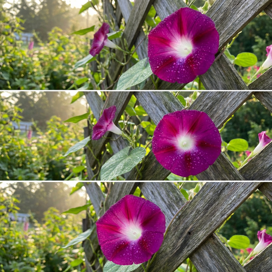 Sunrise Serenade Ipomoea – Garden Flower Seeds