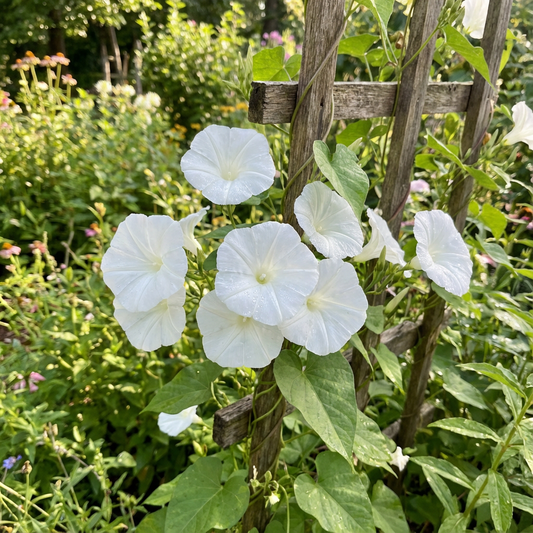 Magnusiana Ipomoea Magnusiana – Garden Flower Seeds