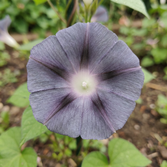 Gray Twilight Japanese – Garden Flower Seeds
