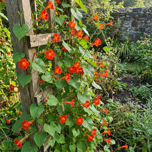 Scarlet Creeper Ipomoea – Garden Flower Seeds