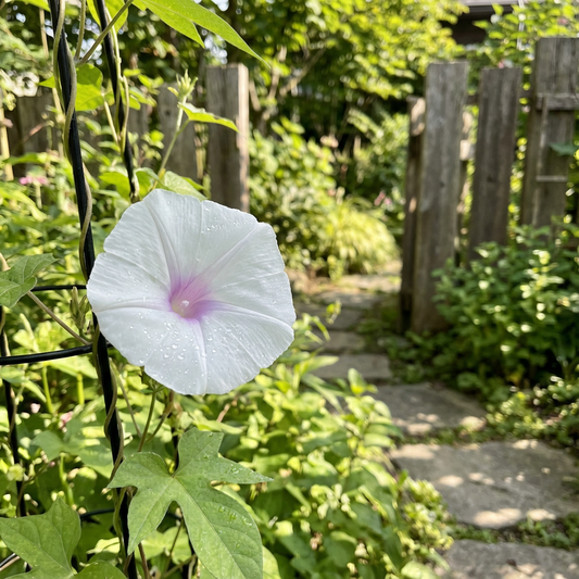 Kikyo White Japanese – Garden Flower Seeds