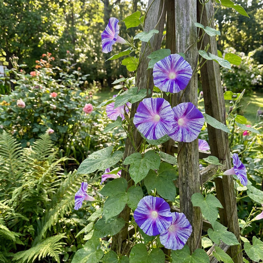 Purple Blizzard Split – Garden Flower Seeds