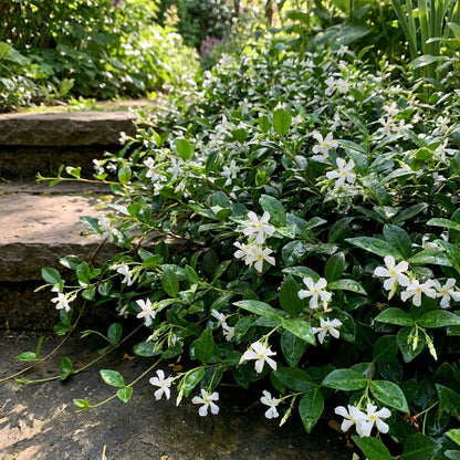 Creeping White Japanese Garden Flower Seeds