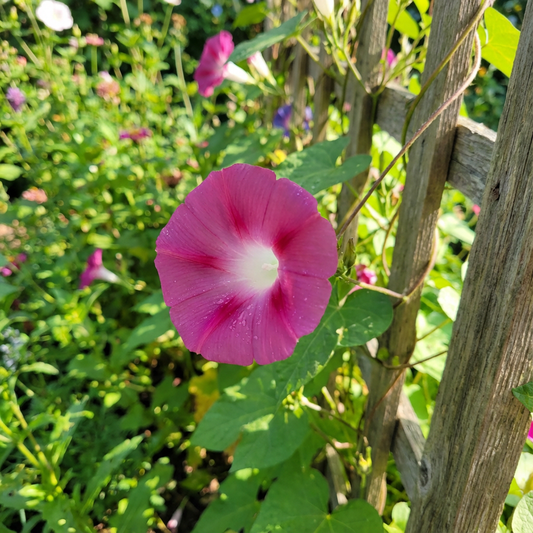 Helen Of Rex – Garden Flower Seeds