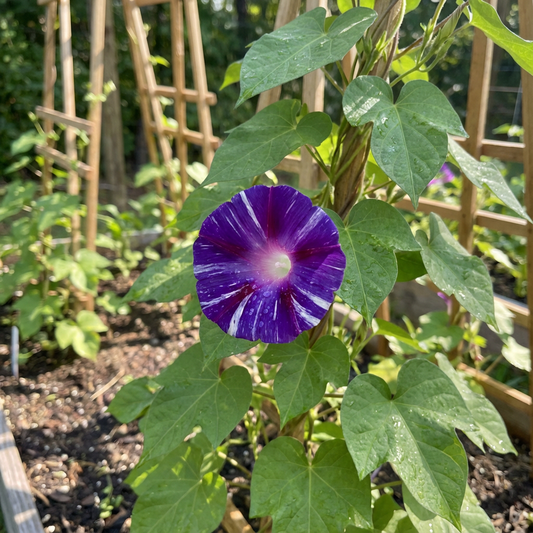 Okina Murasaki Japanese – Garden Flower Seeds