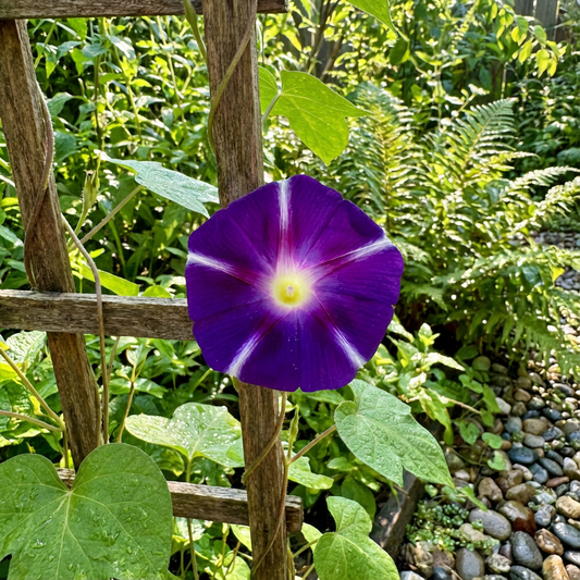 Purple Velvet Fuji – Garden Flower Seeds