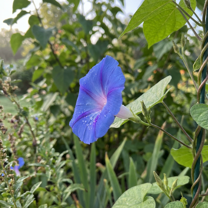 A Breeze In – Garden Flower Seeds