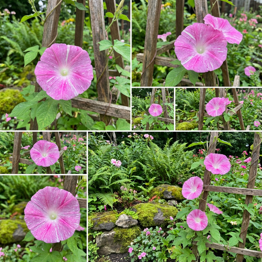Kanoko Japanese Morning – Garden Flower Seeds