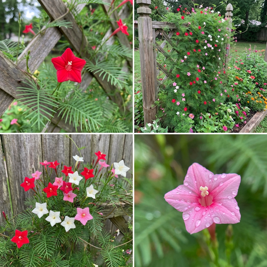 Cypress Vine Sampler – Mixed Flower Seeds