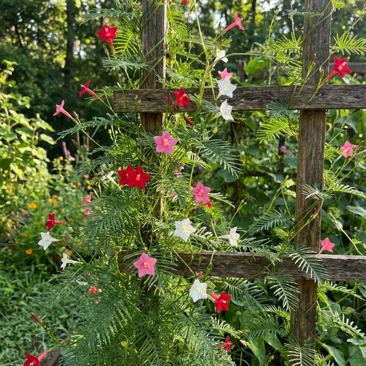 Cypress Vine Sampler – Mixed Flower Seeds