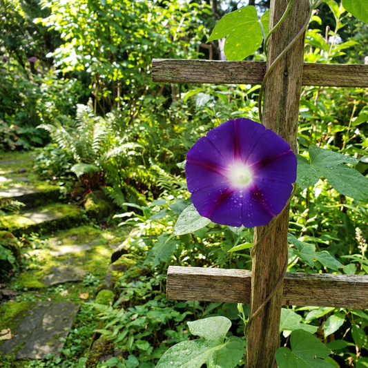 Indigo Fuji Japanese – Garden Flower Seeds