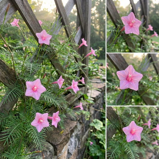 Pink Cypress Vine – Garden Flower Seeds